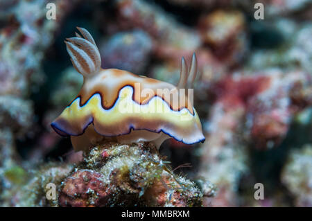 - Nudibranche Chromodoris coi. Détroit de Lembeh, au nord de Sulawesi, Indonésie. Banque D'Images