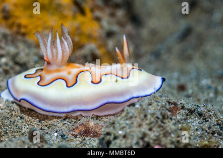 - Goniobranchus nudibranche Chromodoris coi coi [avant]. Les deux structures en forme de saucisse rose par les branchies sont les sacs d'œufs d'un copépode parasite Banque D'Images