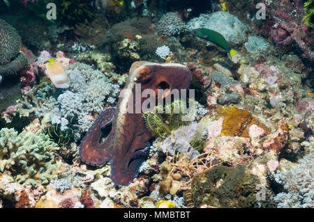 Jour poulpe (Octopus cyanea) la chasse sur la barrière de corail. Le Parc National de Komodo, en Indonésie. (Saisie numérique). Banque D'Images