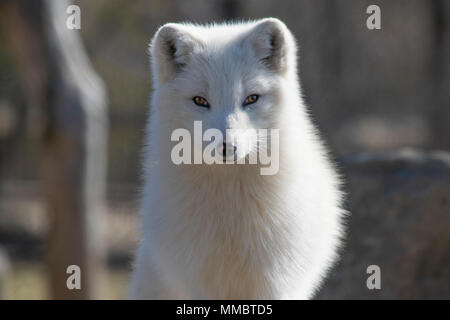 Le renard arctique au printemps. Banque D'Images