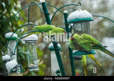 Rose-ringed ou perruches à collier (Psittacula krameri), sur la mangeoire dans jardin avec la neige. Londres, Royaume-Uni. Banque D'Images