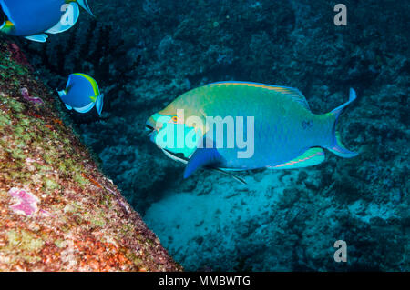 Greenthroat ou Singapour poisson perroquet (Scarus prasiognathus), terminal sur le pâturage des hommes couverts d'algues coral boulder. La mer d'Andaman, Banque D'Images