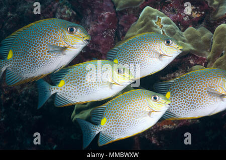 Poisson lapin d'or (Siganus guttatus). La mer d'Andaman, en Thaïlande. (Saisie numérique). Banque D'Images