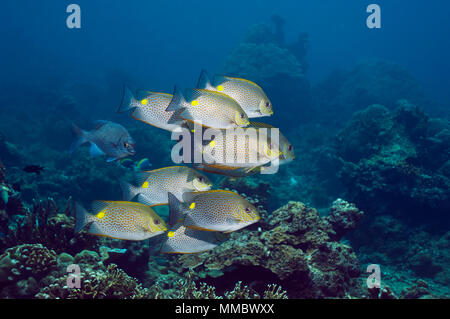 Poisson lapin d'or (Siganus guttatus). La mer d'Andaman, en Thaïlande. (Saisie numérique). Banque D'Images