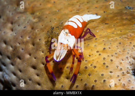 Crevettes empereur [Periclemenes imperator]. Détroit de Lembeh, au nord de Sulawesi, Indonésie. Banque D'Images