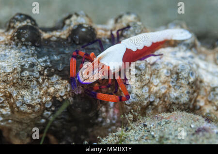 Crevettes empereur [Periclemenes imperator] sur un concombre de mer. Ambon en Indonésie. Banque D'Images