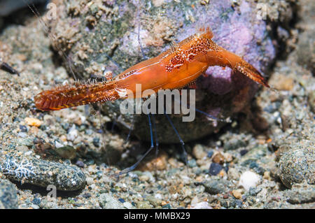 Donald Duck ou crevettes Crevettes Panache [Leander plumosus]. Ambon en Indonésie. Banque D'Images