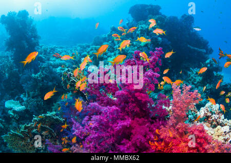 Les coraux mous avec Lyretail anthias. L'Egypte, Mer Rouge. Banque D'Images