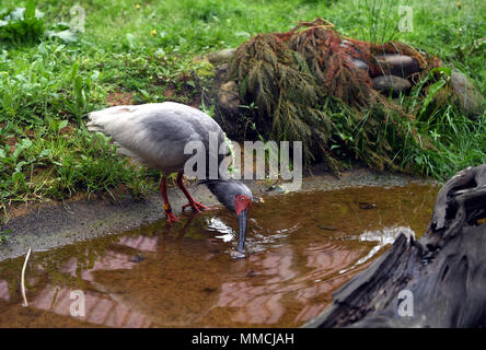 L'île de Sado, au Japon. 3 mai, 2018. L'ibis nippon est considéré à l'ibis nippon park sur l'île de Sado, dans la Préfecture de Niigata, Japon, le 3 mai 2018. Crested ibis, un oiseau qui était au bord de l'extinction au Japon dans les années 1980, sont aujourd'hui prospérer et de fournir une impulsion à l'économie locale sur l'île de Sado, grâce à l'aide de la Chine. Credit : Ma Ping/Xinhua/Alamy Live News Banque D'Images