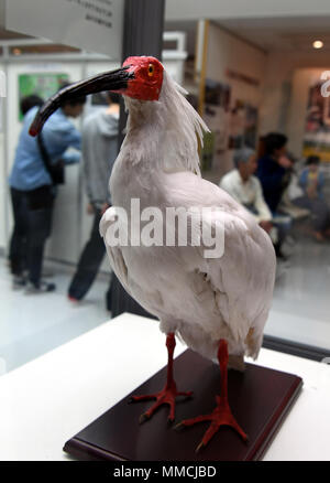 L'île de Sado, au Japon. 3 mai, 2018. Un spécimen de l'ibis nippon est considéré à l'ibis nippon park sur l'île de Sado, dans la Préfecture de Niigata, Japon, le 3 mai 2018. Crested ibis, un oiseau qui était au bord de l'extinction au Japon dans les années 1980, sont aujourd'hui prospérer et de fournir une impulsion à l'économie locale sur l'île de Sado, grâce à l'aide de la Chine. Credit : Ma Ping/Xinhua/Alamy Live News Banque D'Images