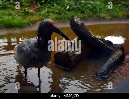 L'île de Sado, au Japon. 3 mai, 2018. L'ibis nippon est considéré à l'ibis nippon park sur l'île de Sado, dans la Préfecture de Niigata, Japon, le 3 mai 2018. Crested ibis, un oiseau qui était au bord de l'extinction au Japon dans les années 1980, sont aujourd'hui prospérer et de fournir une impulsion à l'économie locale sur l'île de Sado, grâce à l'aide de la Chine. Credit : Ma Ping/Xinhua/Alamy Live News Banque D'Images