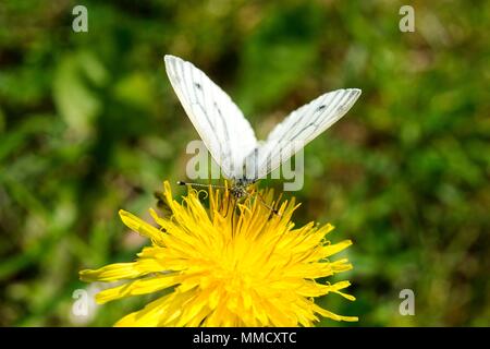 Papillon blanc sur un pissenlit. Banque D'Images