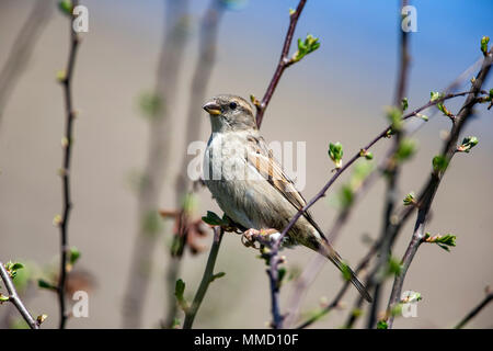 Moineau domestique Passer domesticus femelle perchée dans un buisson d'aubépine au printemps Banque D'Images