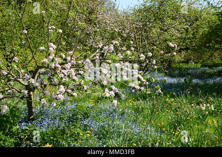 Verger avec forget-me-nots dans des jardins de Gunby Hall Au printemps, Lincolnshire, Royaume-Uni Banque D'Images