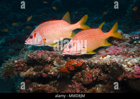 Paire de marignans (Sargocentron spiniferum Sabre) sur les récifs coralliens. Les Maldives. Banque D'Images