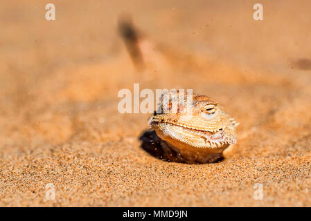 Crapaud tachetée Agama à tête enfouie dans le sable fermer Banque D'Images