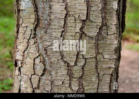 Détail de l'écorce d'un tronc d'arbre bouleau sucré. Banque D'Images