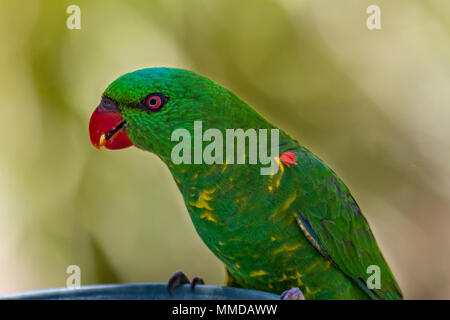 Scaly-breasted lorikeet Banque D'Images