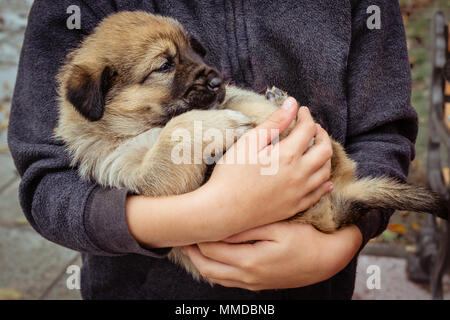 Mignon Chien Berger yougoslave abandonnés (Sarplaninac) chiot tenu en toute sécurité et protégés par l'enfant (garçon / fille) dans la région de Park - Notion de sanctuaire et sécurité Banque D'Images