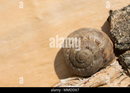 L'escargot glisse vers le haut vers le bas le sol pierreux Banque D'Images