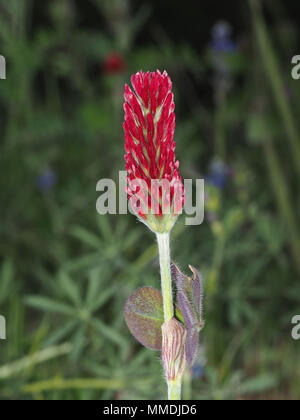 Le trèfle incarnat (Trifolium incarnatum) flower close-up Banque D'Images