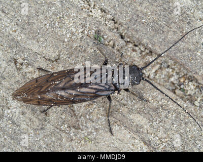 Alderfly (Sialis sp.) dans l'ouest de l'état de Washington, USA Banque D'Images