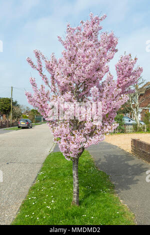 Petit arbre à fleurs rose dans une rue résidentielle au printemps en Angleterre, Royaume-Uni. Banque D'Images
