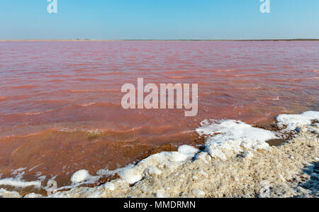 Syvash extrêmement salé Rose Lake, colorés par des microalgues avec dépôts de sel cristallin. Aussi connu sous le nom de mer putride ou pourris mer. L'Ukraine, Kherso Banque D'Images