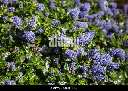 Ceanothus thyrsiflorus repens, fleur bleue ou bleu blossom ceanothus, est toujours verte et offre une excellente couverture du sol avec une masse de fleurs bleues je Banque D'Images