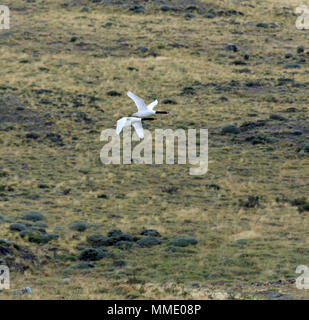 Cygne à cou noir (cygnus melancoryphus, Banque D'Images