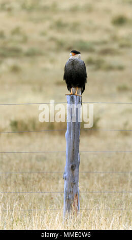 Caracara huppé Caracara plancus ; Banque D'Images