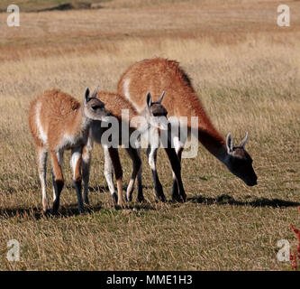 Guanacos, Lama guanicoe, femme avec deux jeunes en Patagonie. Banque D'Images