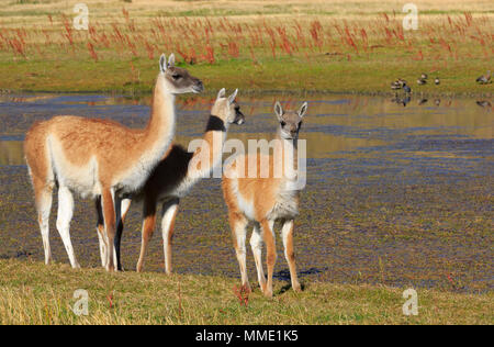 Guanacos, Lama guanicoe, femme avec deux jeunes dans le Parc National Torres del Paine, Patagonie Banque D'Images