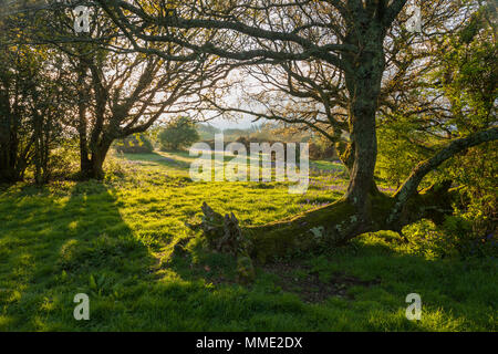 Après-midi de printemps dans le parc national des South Downs, West Sussex. Banque D'Images