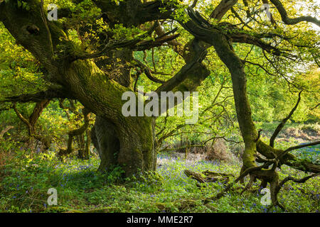 Vieux chêne dans la campagne du Sussex de l'Est sur un après-midi de printemps. Banque D'Images