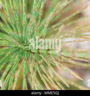 Un plan macro sur une mauvaise herbe appelée herbe prêle. Banque D'Images