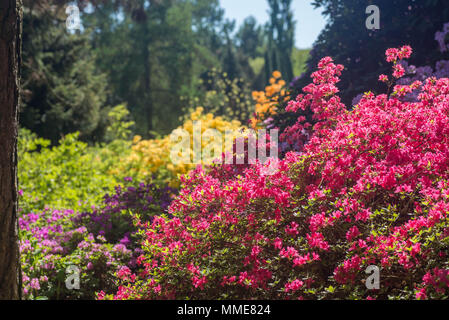 Rhododendrons multicolores dans le parc aux beaux jours Banque D'Images