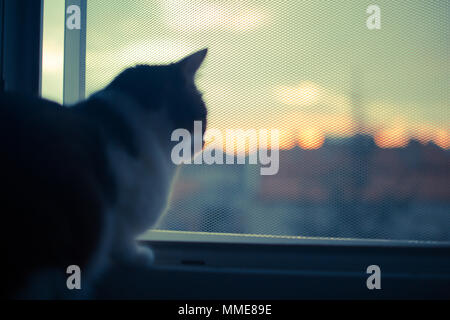 Chat est assis à regarder dans le playin chambre chaude température Banque D'Images