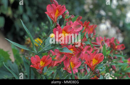 L'Alstroemeria communément appelée la lily péruvienne ou lis des Incas Banque D'Images