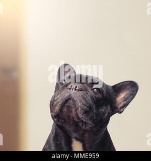 Close-up view of funny bulldog français looking up Banque D'Images