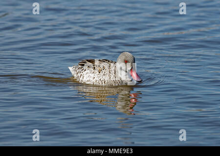 Canard - Canard du cap Anas capensis en provenance d'Afrique du Sud Banque D'Images