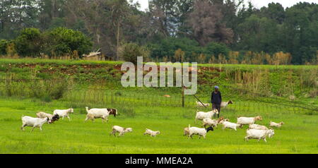 Johannesburg, Afrique du Sud - agriculteur de subsistance non identifié avec son troupeau de chèvres image avec l'espace de copie au format paysage Banque D'Images