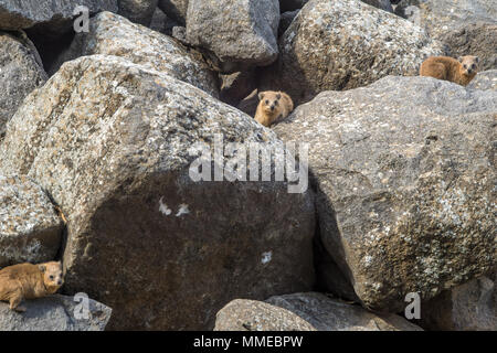 Rock Hyrax, dans le Parc National de Korazim . Dans le nord d'Israël Banque D'Images