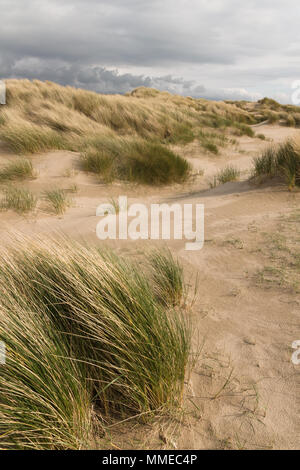 L'Ammophila arenaria une espèce d'herbe aussi connu et l'ammophile ammophile sur Harlech Beach SSSI dans le Nord du Pays de Galles Banque D'Images