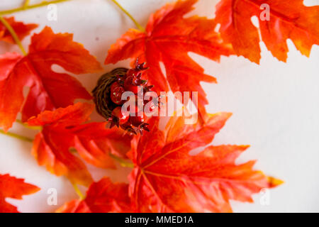 Automne fond rouge avec des feuilles artificielles et l'aubépine en petit vase sur fond blanc Banque D'Images