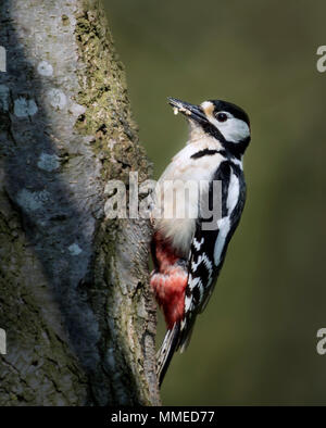 Plus grand pic mar (Dendrocopos major) Banque D'Images