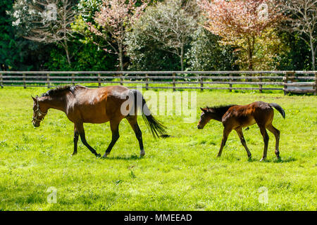 Poulinière pur sang avec poulain paissant dans un pâturage à l'Palmerstown House Estate, dans le comté de Kildare en Irlande. Banque D'Images