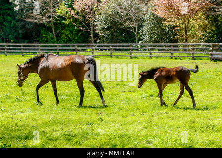 Poulinière pur sang avec poulain paissant dans un pâturage à l'Palmerstown House Estate, dans le comté de Kildare en Irlande. Banque D'Images