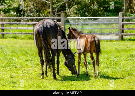 Poulinière pur sang avec poulain paissant dans un pâturage à l'Palmerstown House Estate, dans le comté de Kildare en Irlande. Banque D'Images