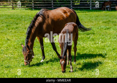 Poulinière pur sang avec poulain paissant dans un pâturage à l'Palmerstown House Estate, dans le comté de Kildare en Irlande. Banque D'Images